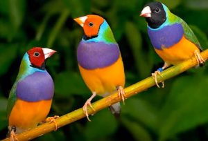 GouldianFinch