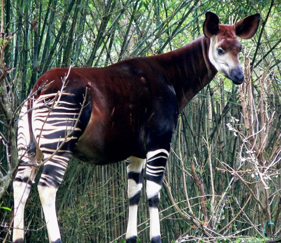 Okapi_1180