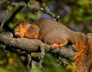 sleeping-squirrel